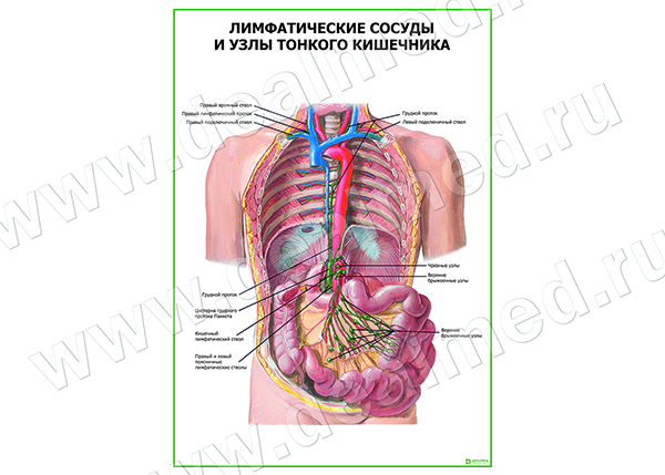  Лимфатические сосуды и узлы тонкого кишечника плакат матовый/ламинированный А1/А2 