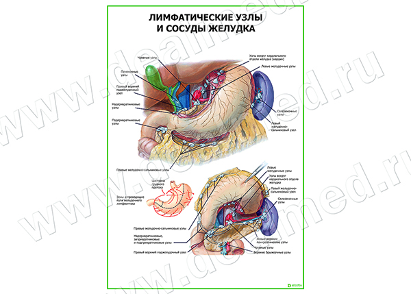  Лимфатические узлы и сосуды желудка плакат матовый/ламинированный А1/А2 