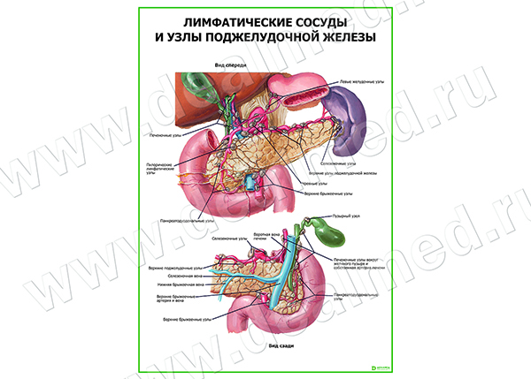  Лимфатические сосуды и узлы поджелудочной железы плакат матовый/ламинированный А1/А2 