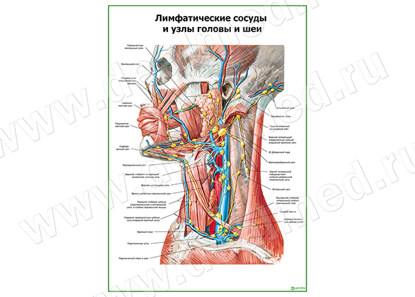 Лимфатические узлы и сосуды головы и шеи плакат матовый/ламинированный А1/А2