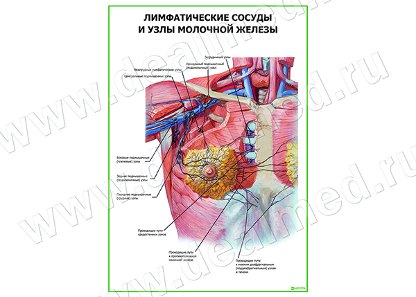  Лимфатические сосуды и узлы молочной железы плакат матовый/ламинированный А1/А2 