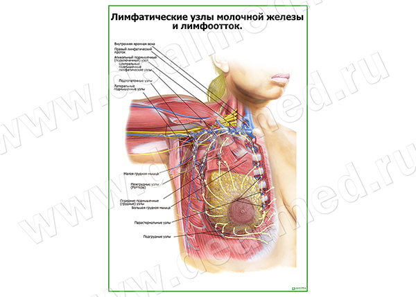  Лимфатическая система молочной железы плакат матовый/ламинированный А1/А2 