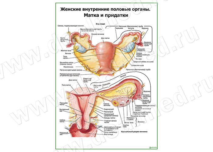 Внутреннее Строение Женских Органов Фото