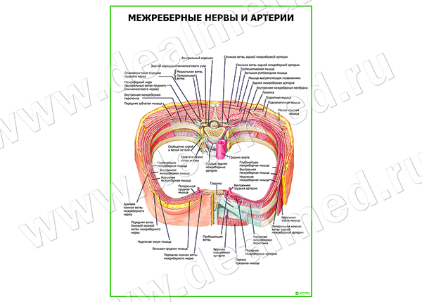  Межреберные нервы и артерии плакат глянцевый/ламинированный А1/А2 