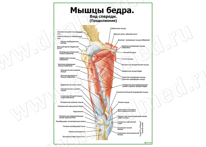 Как Выглядит Бедра Фото