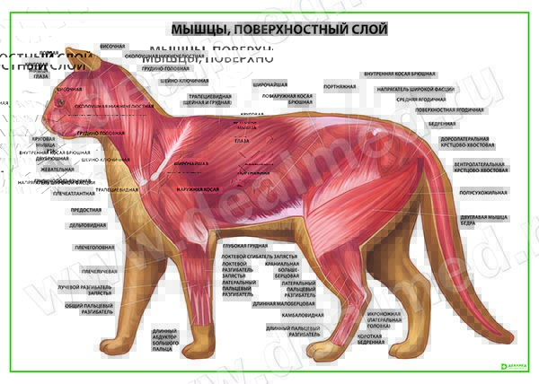 Мышцы кошки, поверхностный слой плакат матовый/ламинированный А1/А2 