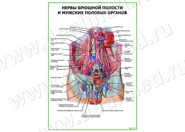  Нервы брюшной полости и мужских половых органов плакат матовый/ламинированный А1/А2 