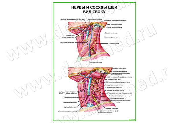  Нервы и сосуды шеи. Вид сбоку плакат матовый/ламинированный А1/А2 