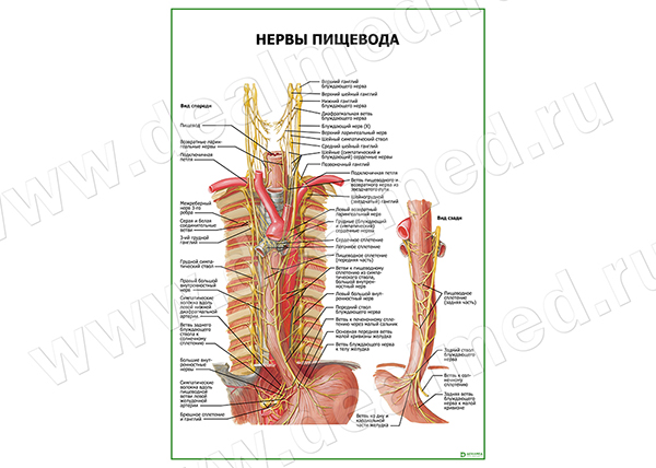  Нервы пищевода плакат матовый/ламинированный А1/А2 