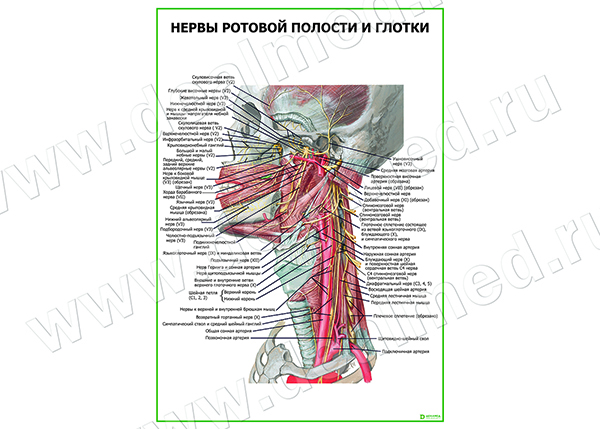  Нервы ротовой полости и глотки плакат матовый/ламинированный А1/А2 