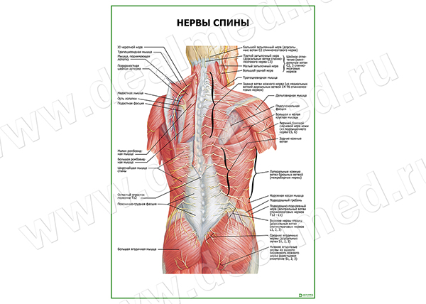 Нервы спины плакат матовый/ламинированный А1/А2