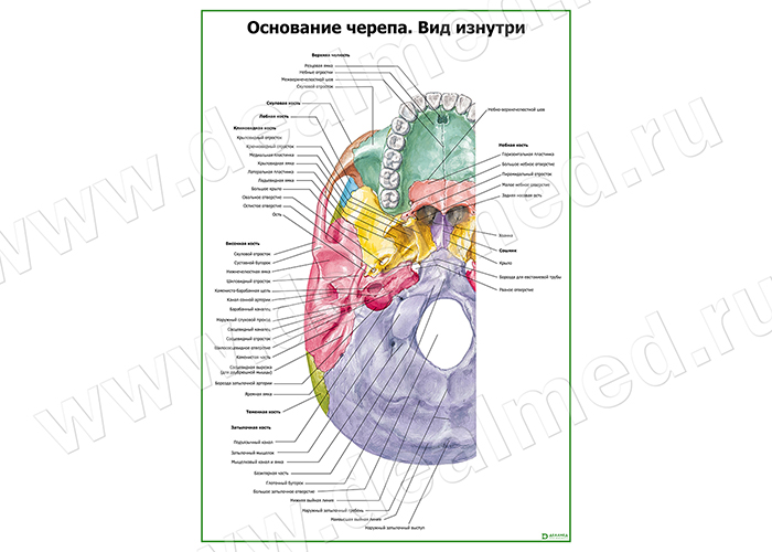 Основание Черепа Где Находится Фото У Человека