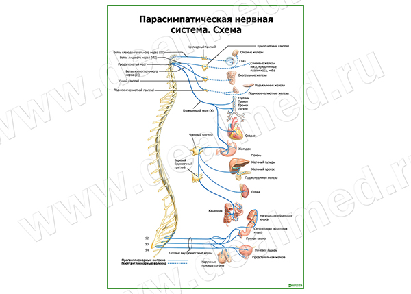  Парасимпатическая нервная система плакат матовый/ламинированный А1/А2 
