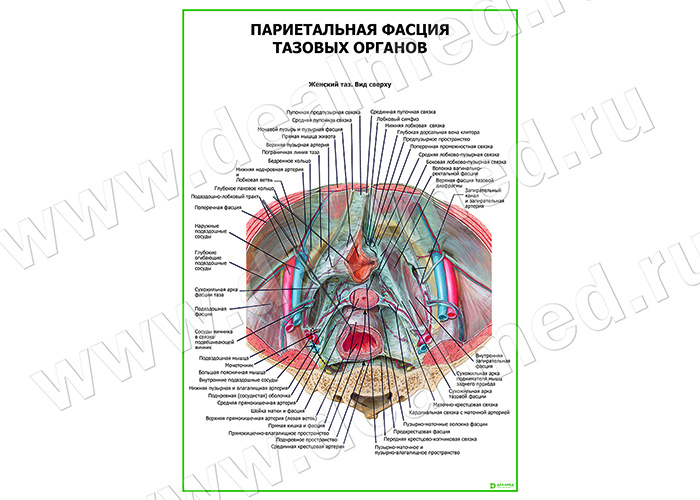 Париетальная фасция тазовых органов плакат матовый/ламинированный А1/А2 