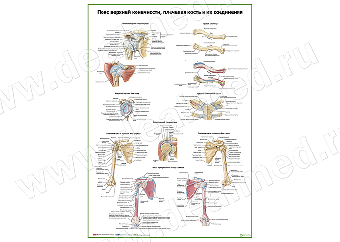  Пояс верхней конечности, плечевая кость и их соединения плакат матовый/ламинированный А1/А2 