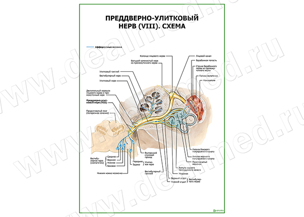  Преддверно-улитковый нерв (VIII). Схема плакат матовый/ламинированный А1/А2 