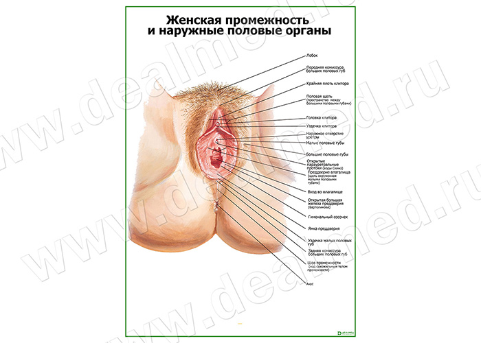  Промежности и наружные половые органы женщины плакат матовый/ламинированный А1/А2 