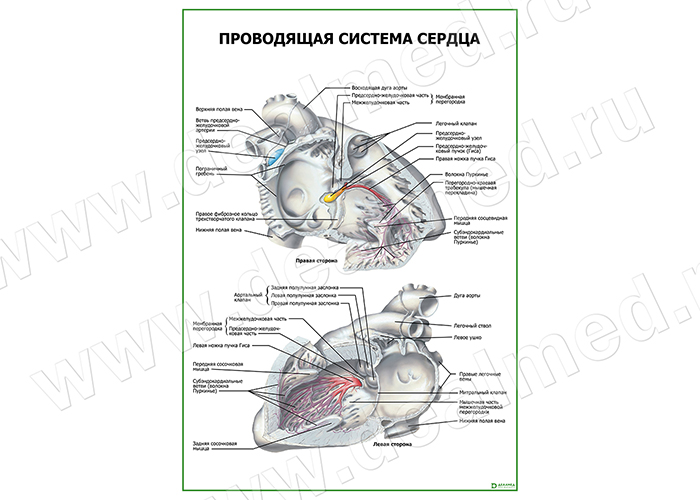  Проводящая система сердца матовый/ламинированный А1/А2 