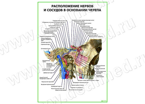  Расположение нервов и сосудов в основании черепа плакат матовый/ламинированный А1/А2 