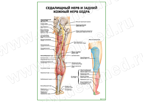  Седалищный нерв и задний кожный нерв бедра плакат матовый/ламинированный А1/А2 