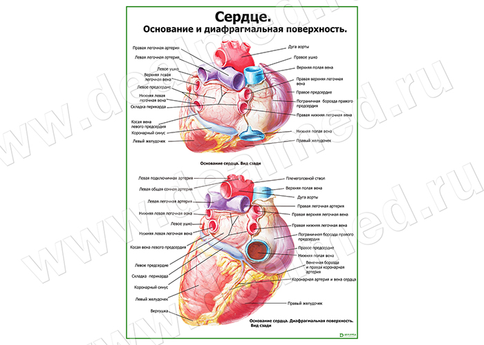  Сердце. Строение и диафрагмальная поверхность  плакат матовый/ламинированный А1/А2 