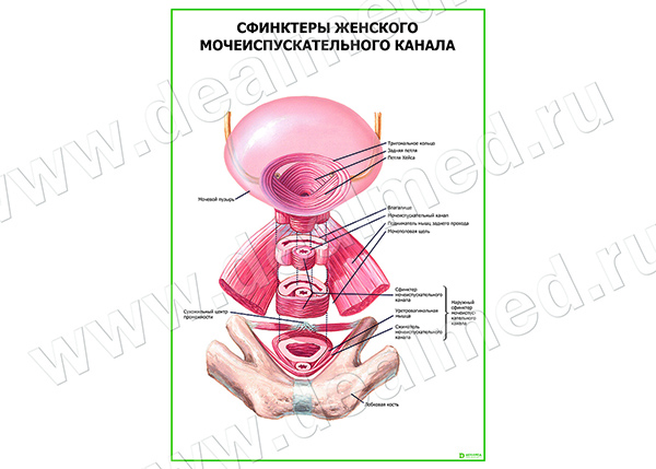  Сфинктеры женского мочеиспускательного канала плакат матовый/ламинированный А1/А2 