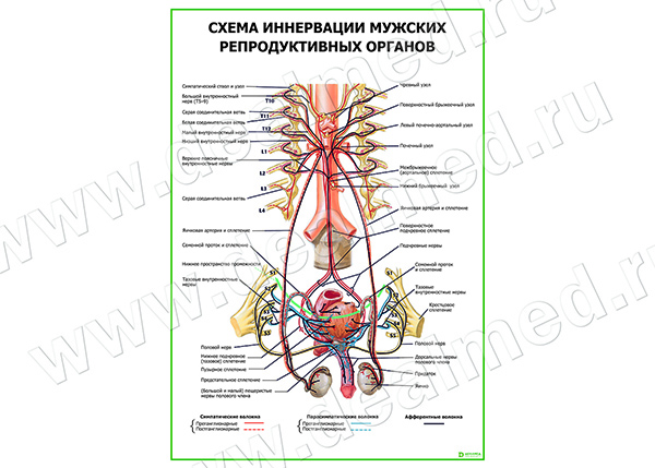  Схема иннервации мужских репродуктивных органов плакат матовый/ламинированный А1/А2 