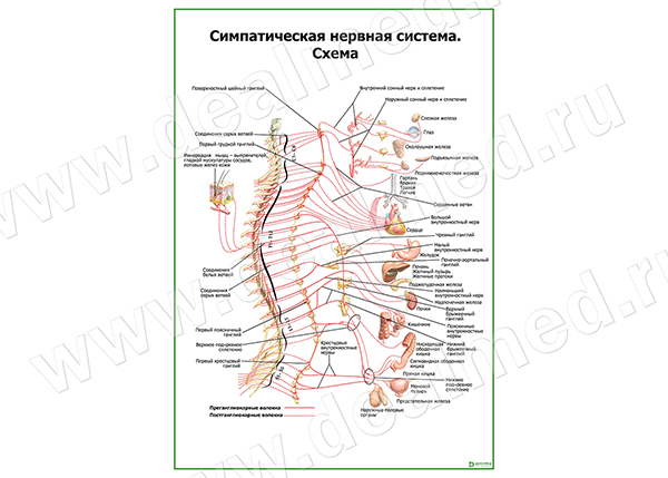  Симпатическая нервная система плакат матовый/ламинированный А1/А2 