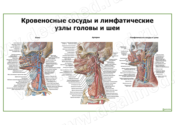 Сосуды головы и шеи, плакат матовый/ламинированный А1/А2