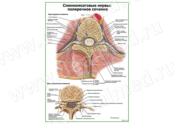  Спинномозговые нервы поперечное сечение плакат матовый/ламинированный А1/А2 