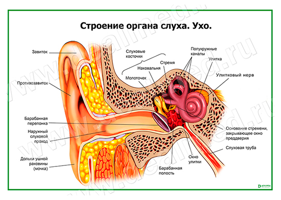  Строение органа слуха, ухо плакат матовый/ламинированный А1/А2 