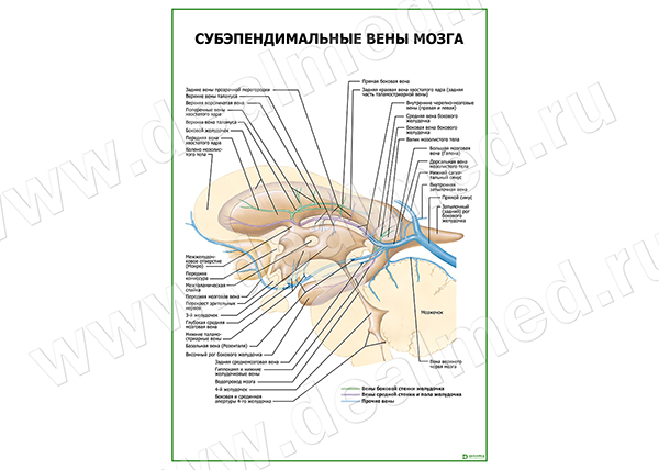  Субэпендимальные вены мозга  плакат матовый/ламинированный А1/А2 
