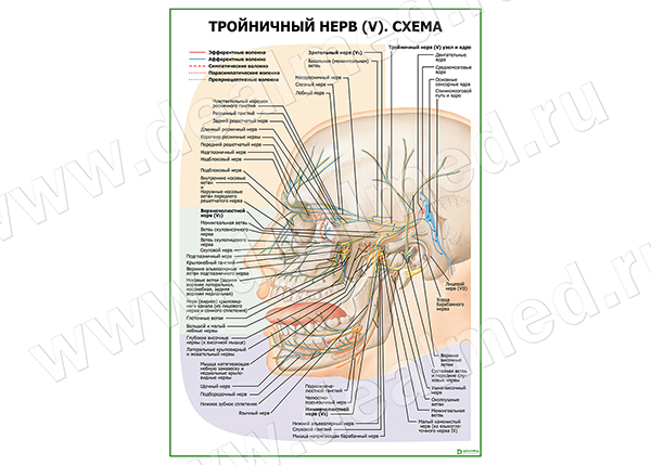 Тройничный Нерв (V. Схема Плакат Глянцевый/Ламинированный А1/А2.