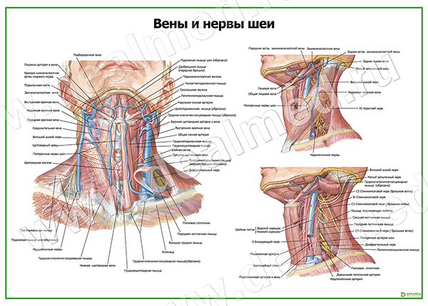  Нервы и вены шеи плакат матовый/ламинированный А1/А2 