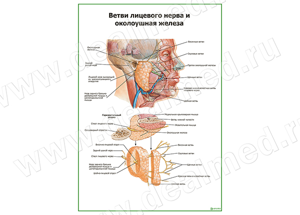  Ветви лицевого нерва и околоушная железа плакат матовый/ламинированный А1/А2 