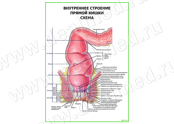 Женское Внутреннее Строение Фото