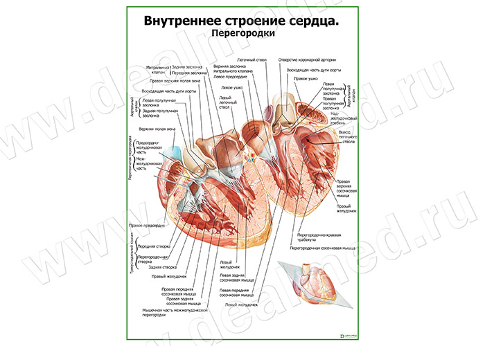  Внутреннее строение сердца. Перегородки плакат матовый/ламинированный А1/А2 