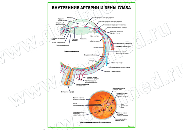  Внутренние артерии и вены глаза плакат матовый/ламинированный А1/А2 