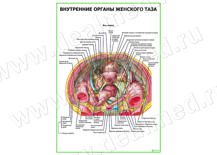  Внутренние органы женского таза плакат матовый/ламинированный А1/А2 