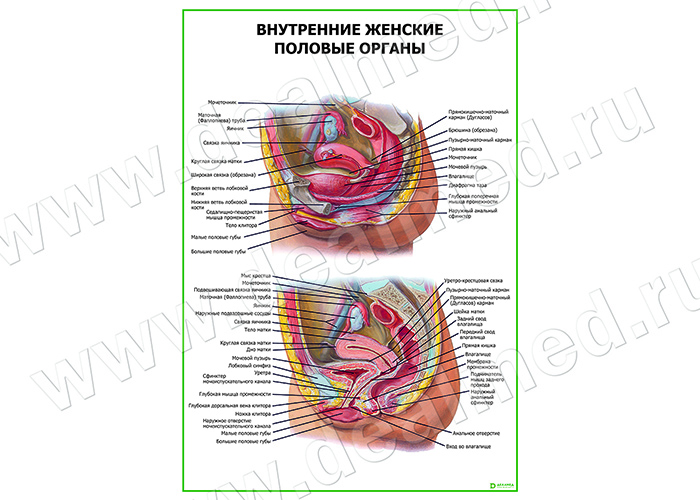  Внутренние женские половые органы плакат матовый/ламинированный А1/А2 