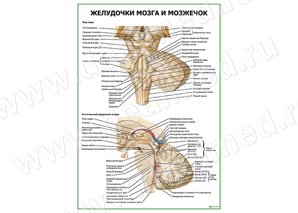  Желудочки мозга и мозжечок плакат матовый/ламинированный А1/А2 