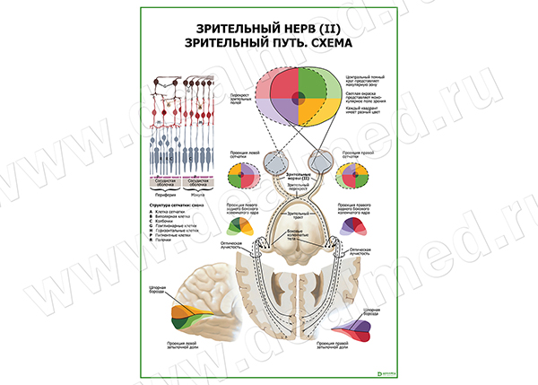  Зрительный нерв (II) Зрительный путь. Схема плакат матовый/ламинированный А1/А2 