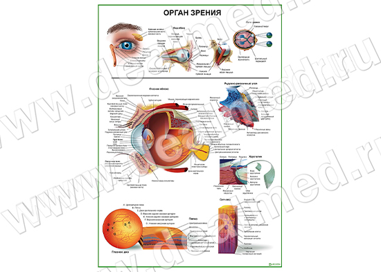 Орган зрения человека, плакат матовый/ламинированный