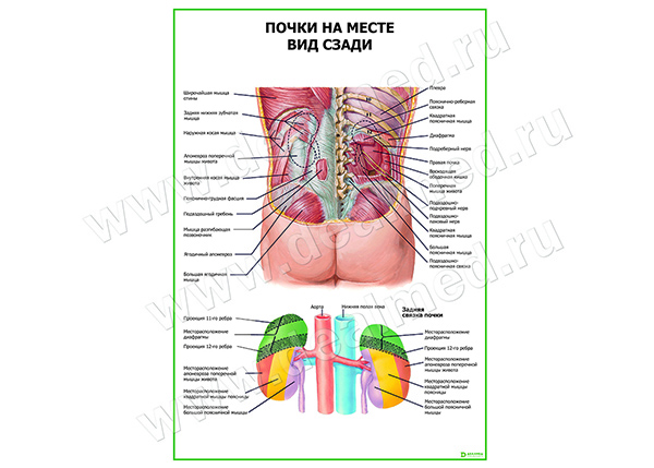 Почки У Человека Фото Со Спины