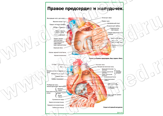 Правое предсердие и желудочек плакат матовый/ламинированный А1/А2 