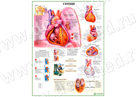 Сердце и функции, плакат матовый/ламинированный А1/А2