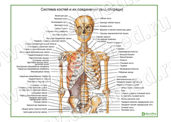 Система костей и их соединения (без нижних конечностей), плакат матовый/ламинированный