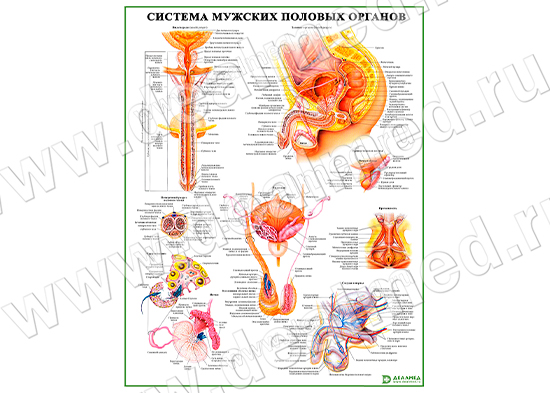 Система мужских половых органов, плакат матовый/ламинированный