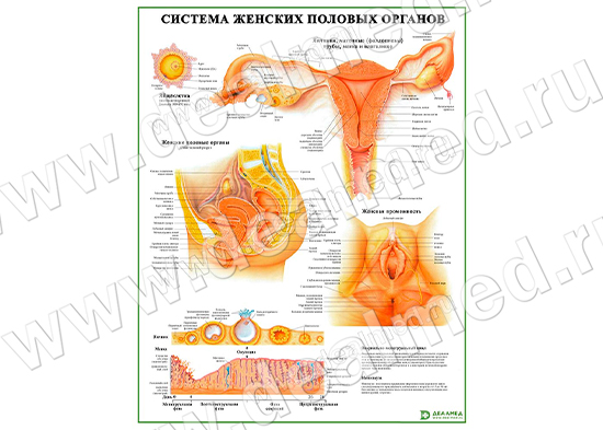Система женских половых органов, плакат ламинированный/ламинированный А1/А2
