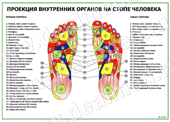 Проекция внутренних органов на стопе человека плакат горизонтальный матовый/ламинированный А1/А2